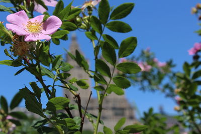 Close-up of pink flowering plant against sky