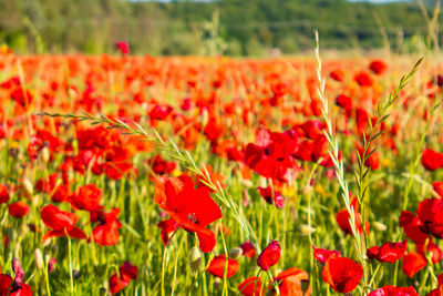 Close-up of red poppy flowers on field