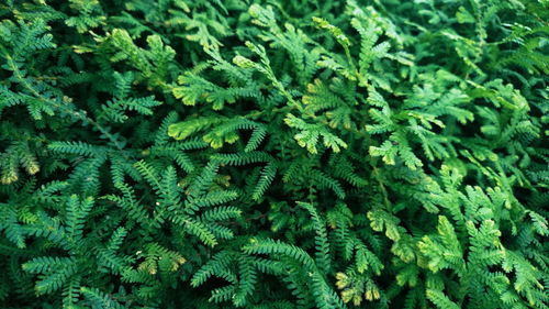 Full frame shot of green leaves