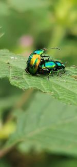 Close-up of insect on leaf