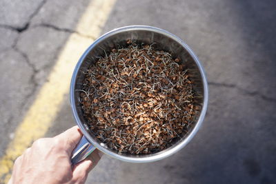 Germinated, sprouted lentils carried in pot on street