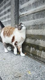 Cat lying on staircase