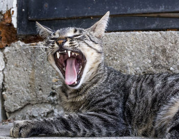 Domestic cat yawning and resting on the stairs
