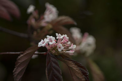 Close-up of flowers