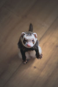 Close-up of ferret