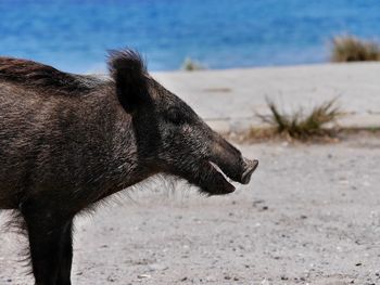 Side view of pig standing at beach