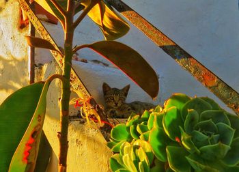 View of a cat on plant