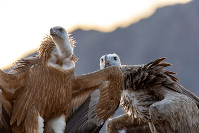 Close-up of eagle against sky