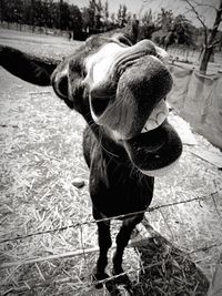 Full length of a dog