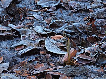 Close-up of leaves