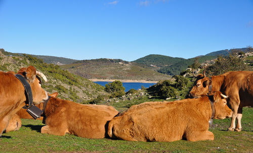 Cows on field by mountains against clear sky