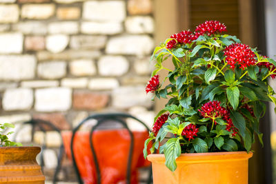 Close-up of potted plant on table against wall