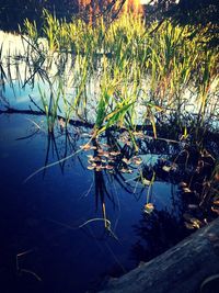 Reflection of trees in water