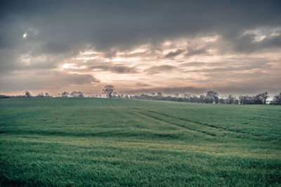 Scenic view of agricultural field against sky
