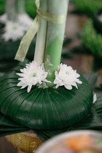 Close-up of white flowering plant