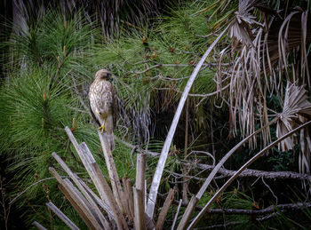 Bird perching on a tree