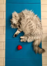 High angle view of cat playing on tiled floor