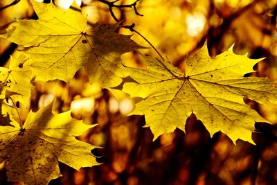 Close-up of autumnal leaves