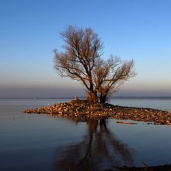 Bare tree by sea against sky