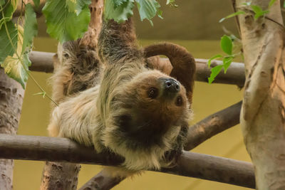 Close-up of an sloth in zoo