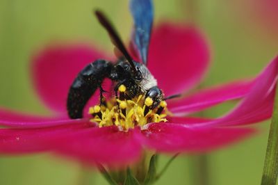 Close-up of insect on flower