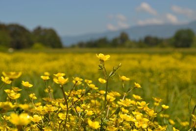 Yellow flowering plants on field