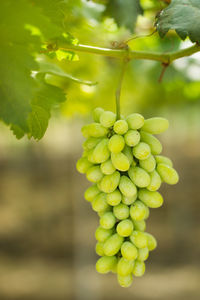 Close-up of grapes growing in vineyard