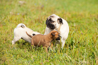 Two dogs on grass