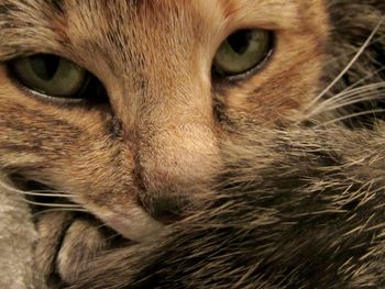 Close-up portrait of cat