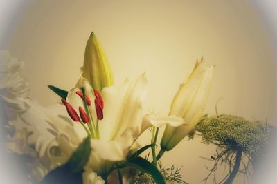 Close-up of white tulip