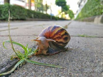 Close-up of snail on road