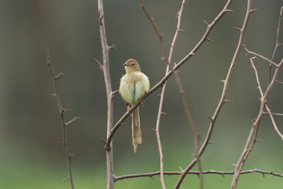 Bird perching on branch