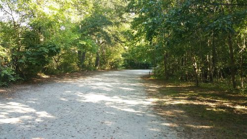 Empty road along trees in forest