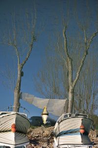 View of bare trees by plants against the sky