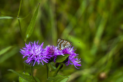 Butterfly on the flower and plant, nature and wildlife, insects life, green background.