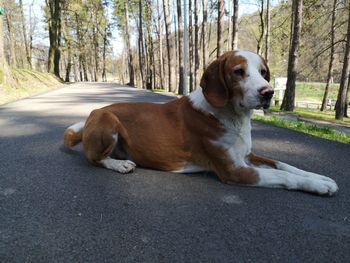 Dog sitting on road