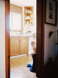 Cat relaxing on seat in kitchen at home