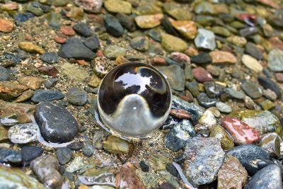 High angle view of shell on rock