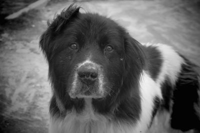 Close-up portrait of dog