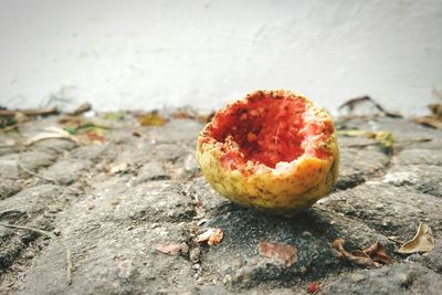 Close-up of fruit on rock