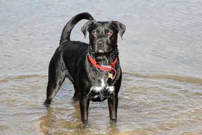 Portrait of black dog sitting by water