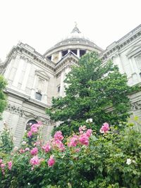 Low angle view of flowers against built structure