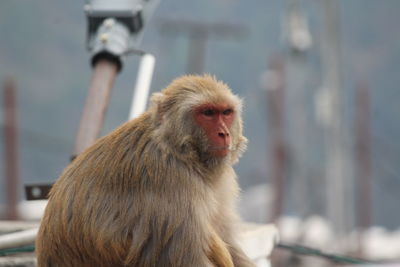 Close-up of monkey looking away outdoors