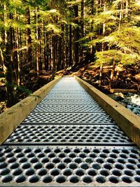 View of footpath amidst trees in forest