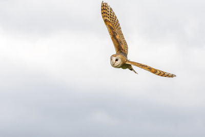 Low angle view of a bird