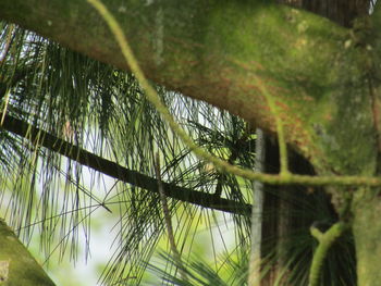 Close-up of palm tree leaves