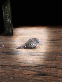 Close-up of bird on wooden table