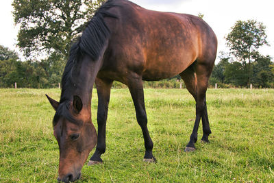 Horse on field