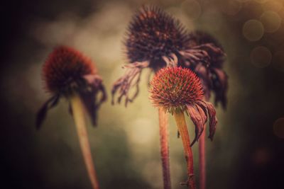 Close-up of wilted flower