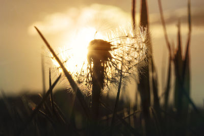 Close-up of dandelion on field during sunset